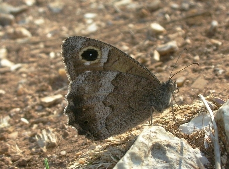 Nymphalidae? S, Hipparchia statilinus